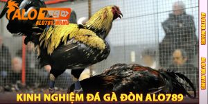 Kinh Nghiệm Đá Gà Đòn Alo789