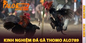 Kinh Nghiệm Đá Gà Thomo Alo789