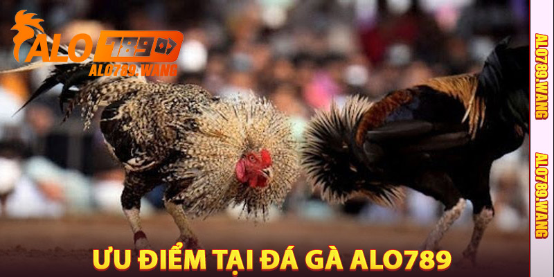 Ưu điểm Tại Đá Gà Alo789