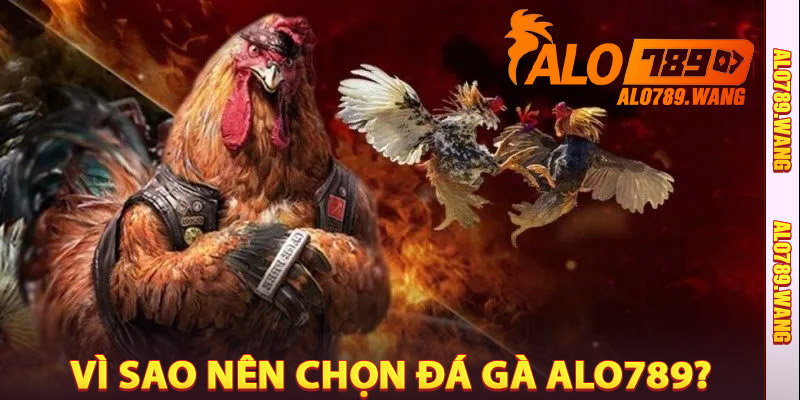Vì sao nên chọn Đá Gà Alo789?